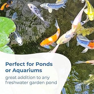 Toledo Goldfish Standard Fin Koi, Variety of Colors and Patterns - Beautiful Live Fish Perfect for Ponds, Tanks, and Aquariums - 4-5 Inches, 20 Count