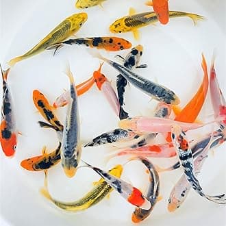 Toledo Goldfish Standard Fin Koi, Variety of Colors and Patterns - Beautiful Live Fish Perfect for Ponds, Tanks, and Aquariums - 6-8 Inches, 10 Count